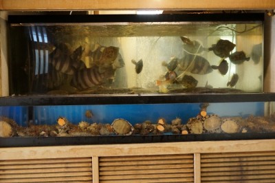 水槽に小田原市場で水揚げされた魚介類